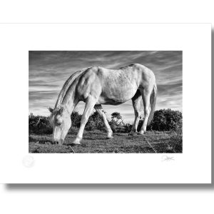 Connemara Lifeforce | Signature Print | Patrick Donald Connemara Lifeforce | Signature Print | Patrick Donald