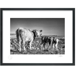 Aran Cow and Calf | Signature Print | Patrick Donald Aran Cow and Calf | Signature Print | Patrick Donald