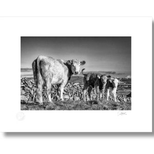 Aran Cow and Calf | Signature Print | Patrick Donald Aran Cow and Calf | Signature Print | Patrick Donald