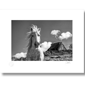 Aran’s Windswept Wonder | Signature Print | Patrick Donald