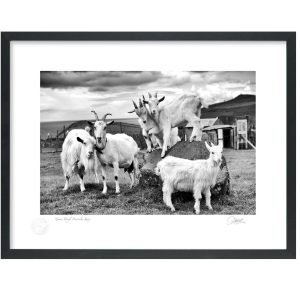 Goats, Co Kerry | Signature Print | Patrick Donald