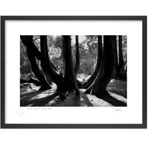 Woodstock, Inistioge, Co Kilkenny | Photograph | Patrick Donald