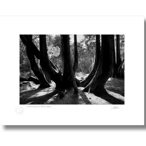 Woodstock, Inistioge, Co Kilkenny | Photograph | Patrick Donald