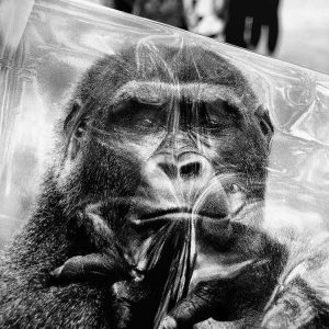 Looking Through Cellophane | Limited Edition | Patrick Donald