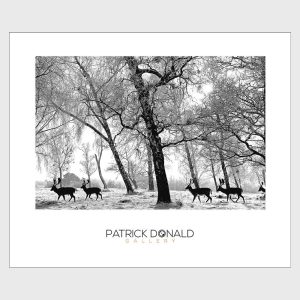 Phoenix Park Deer 2010 | Poster | Patrick Donald