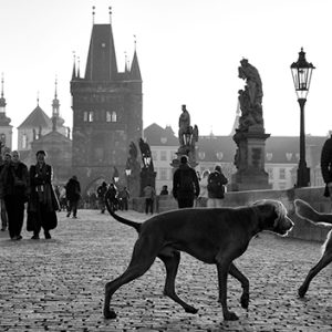 Dogs on Charles Bridge | Limited Edition | Patrick Donald