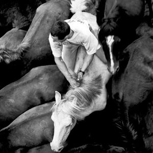 Wild Horses | Limited Edition | Patrick Donald