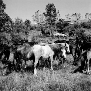 Wild Horses Galicia Spain | Limited Edition | Patrick Donald