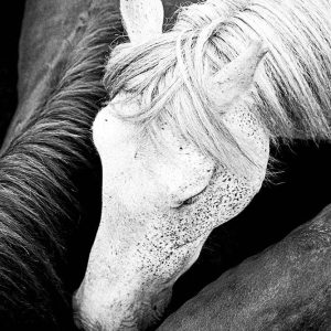 Wild Horses Head Spain | Limited Edition | Patrick Donald