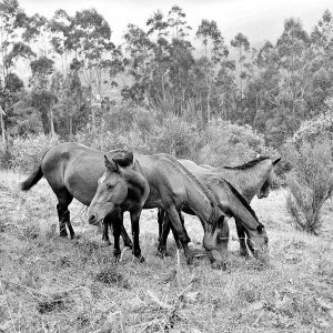 Horse Movement Study | Limited Edition | Patrick Donald