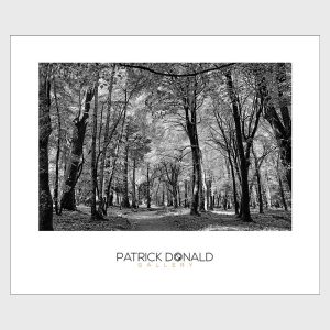 Woodland Walk, Woodstock, Inistioge, Co Kilkenny | Poster | Patrick Donald