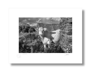 Cow Photography Ireland
