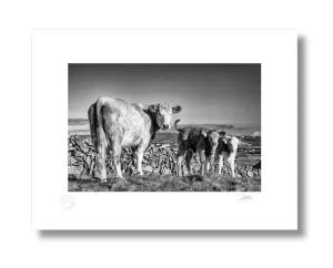 Highland Cow Photography