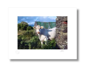 Irish Landscape Paintings